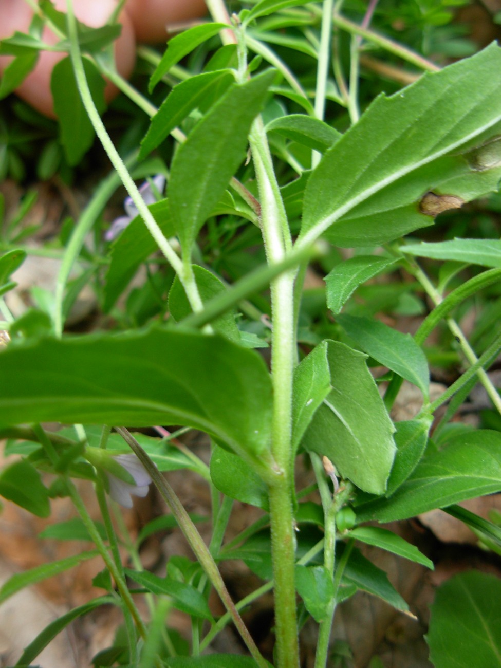 Epilobium collinum C.C.Gmel. / Garofanino di collina